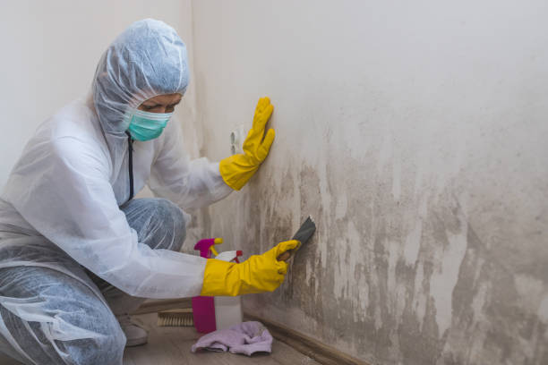 Best Fast Mold Removal  in Mcgraw, NY