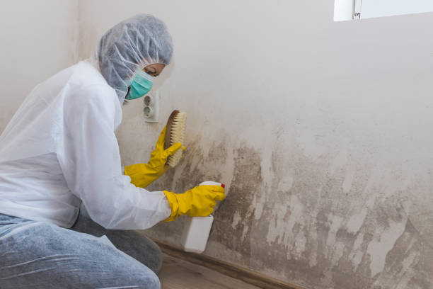 Best Mold Removal and Inspection  in Mcgraw, NY