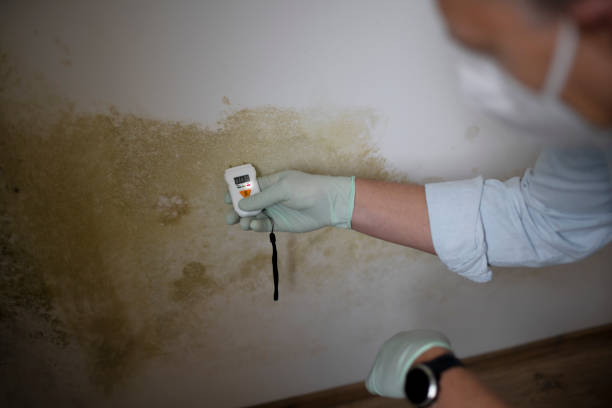 Best Mold Removal Near Me  in Mcgraw, NY