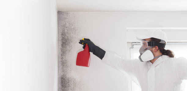 Best Certified Mold Removal  in Mcgraw, NY