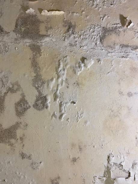 Best Toxic Mold Removal  in Mcgraw, NY