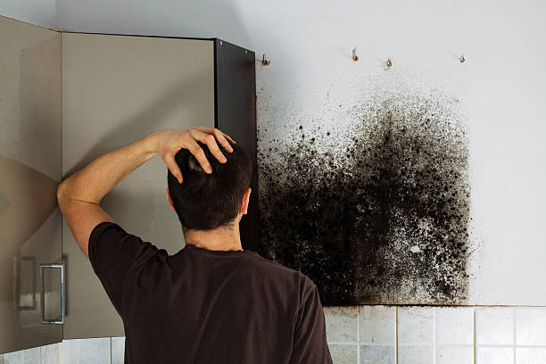 Best Toxic Mold Removal  in Mcgraw, NY