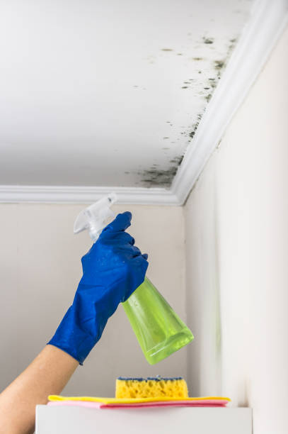 Best Commercial Mold Removal  in Mcgraw, NY